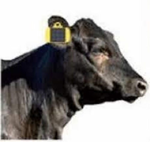 Cattle Health Monitor Device : SMS से मिलेगी गायों की सेहत की जानकारी, बनारस से लॉन्च होने वाला कैटल हेल्थ डिवाइस देशभर में होगा लागू